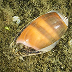 Oliva carneola